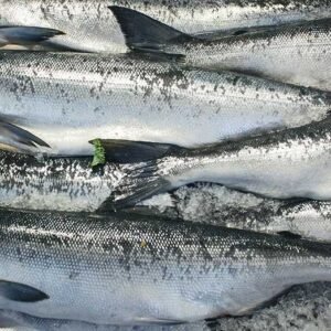 Frozen Fish